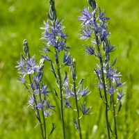 Camassia